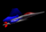 Flight Of Independence Flight Of Independence